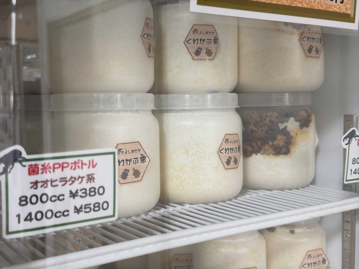 なかよしメダカ くわかぶ部