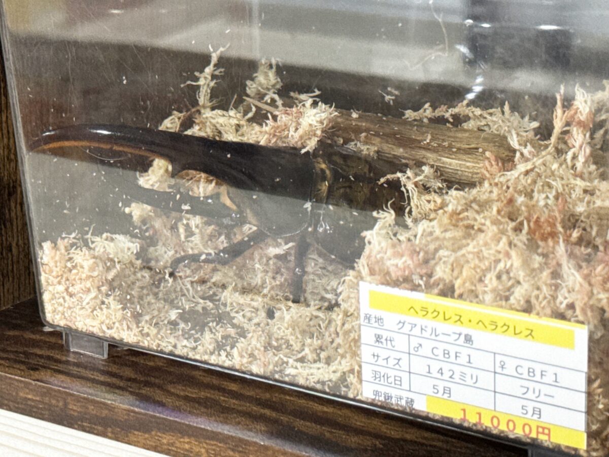 なかよしメダカ くわかぶ部