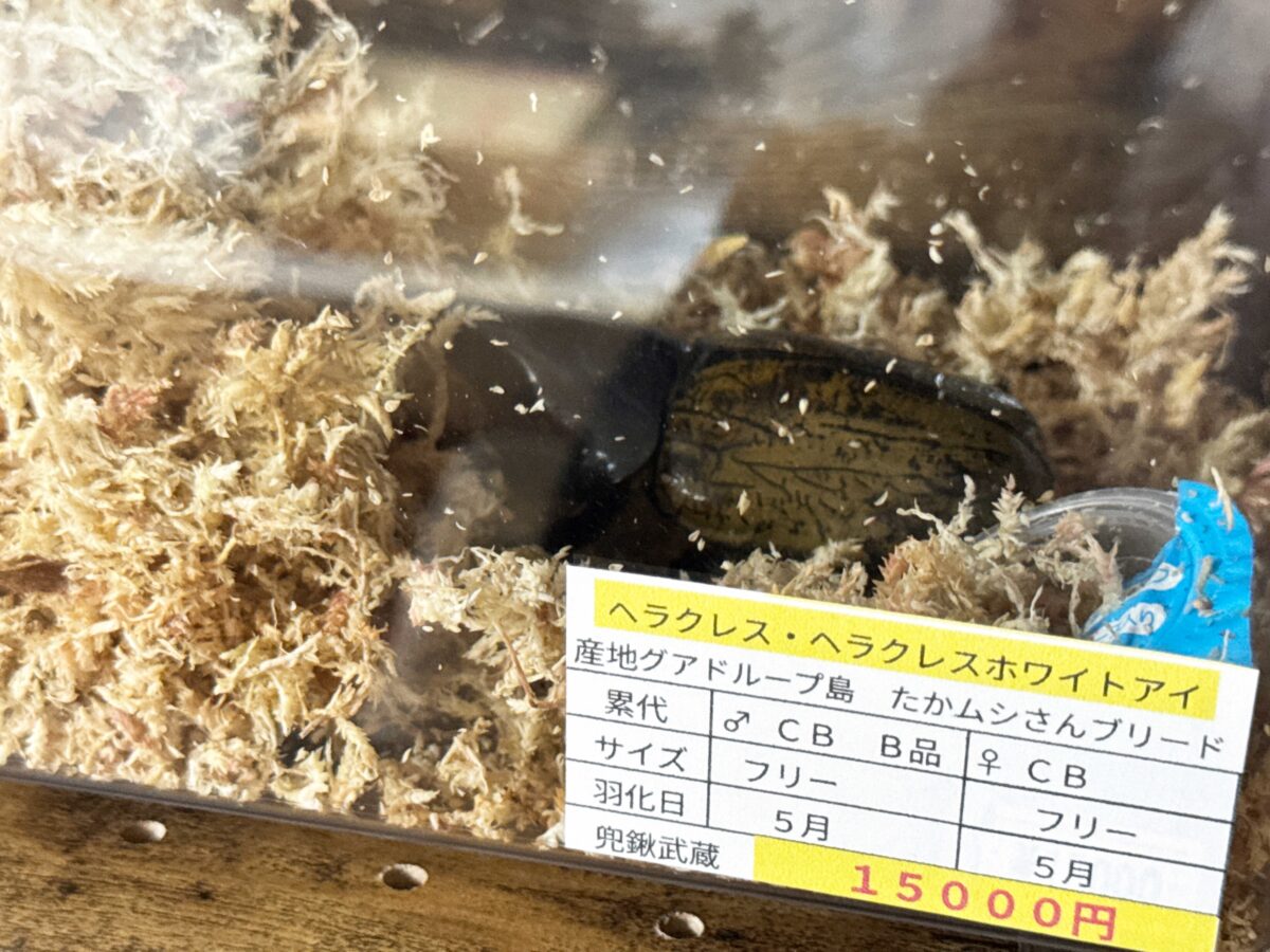 なかよしメダカ くわかぶ部