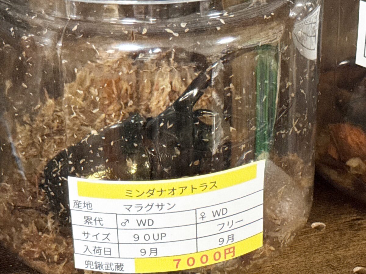 なかよしメダカ くわかぶ部