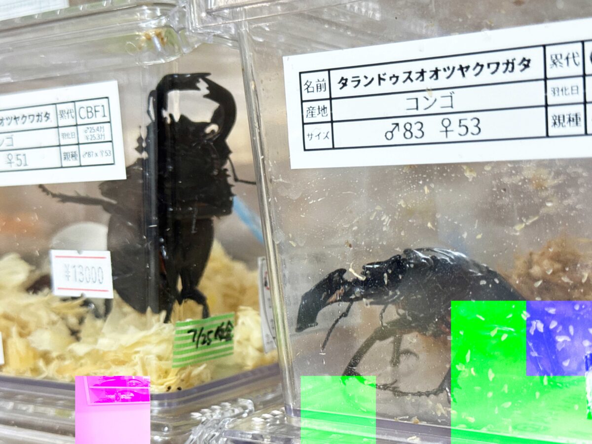なかよしメダカ くわかぶ部