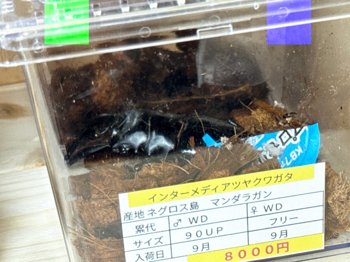 なかよしメダカ くわかぶ部