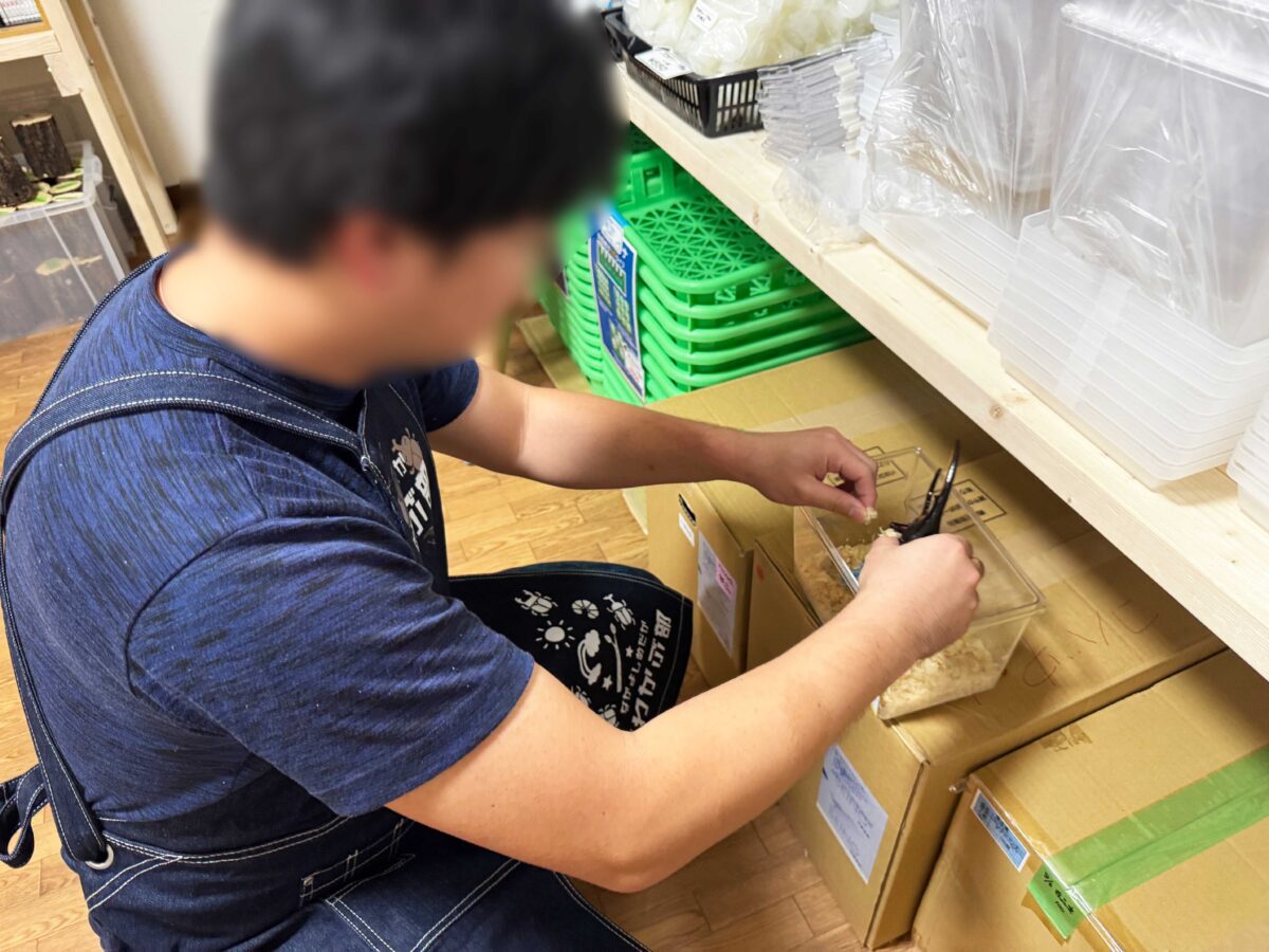 なかよしメダカ くわかぶ部
