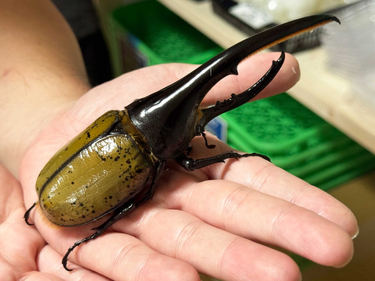 なかよしメダカ くわかぶ部
