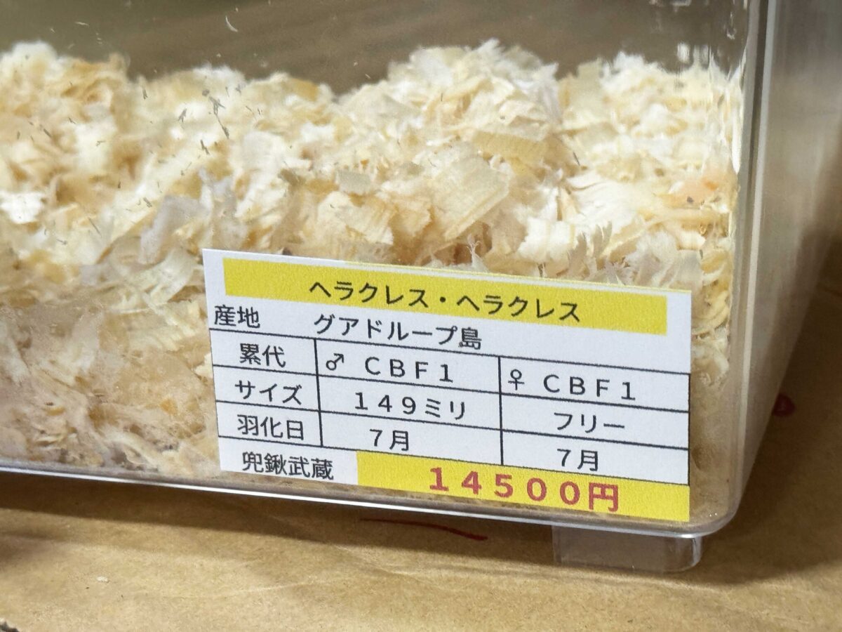 なかよしメダカ くわかぶ部