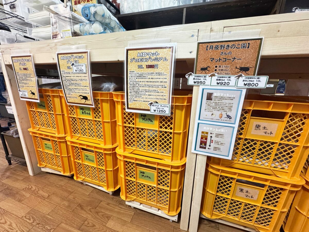 なかよしメダカ くわかぶ部