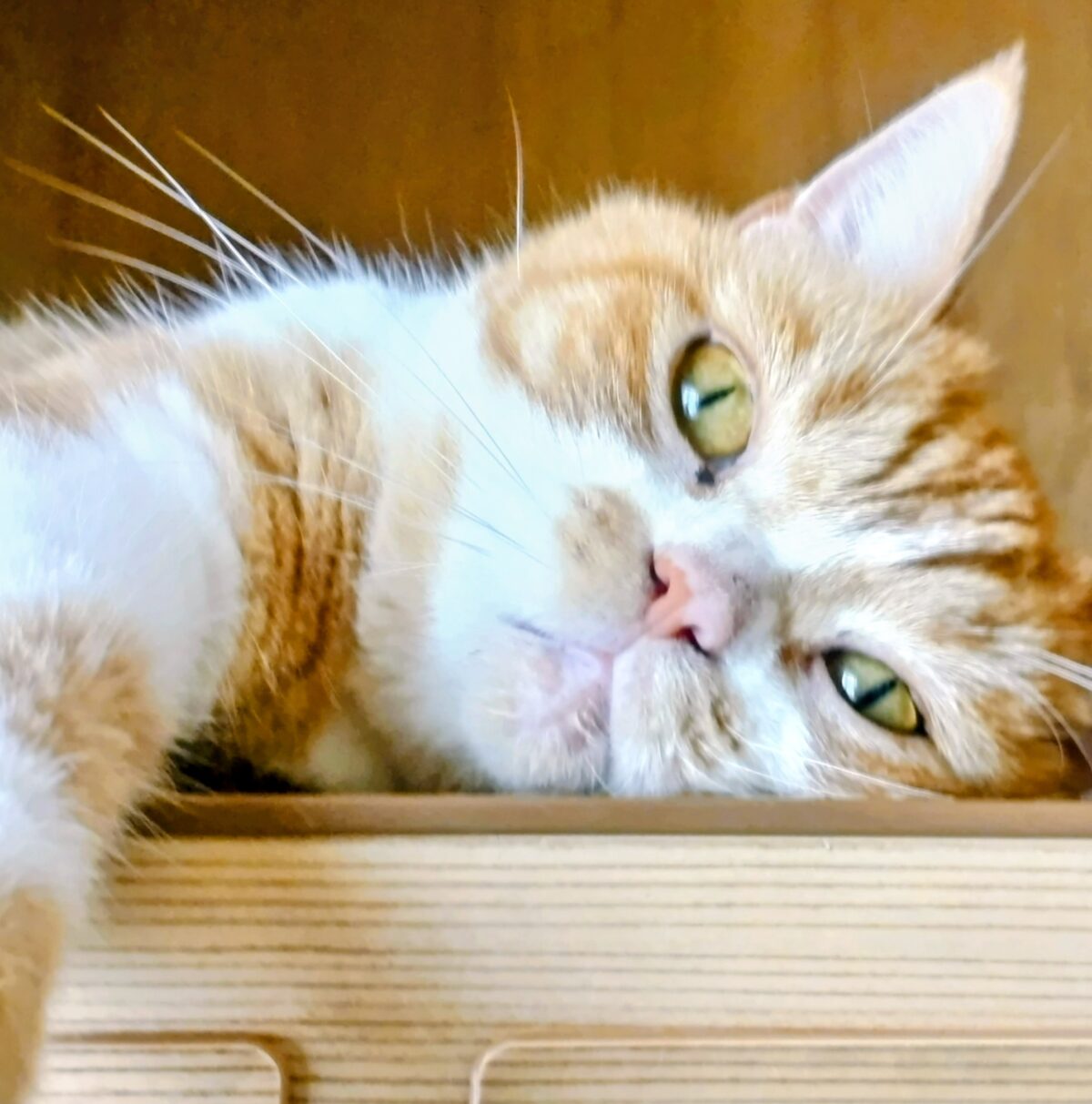 川マガペット