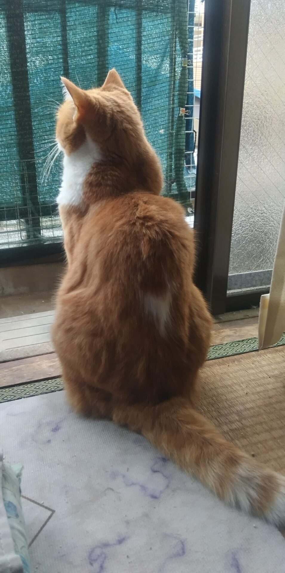 川マガペット
