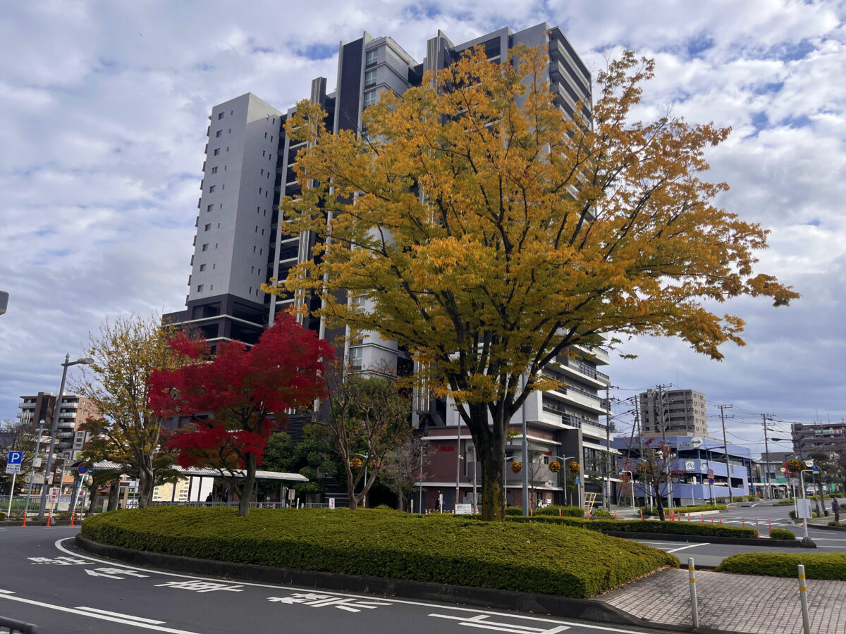 東川口 紅葉