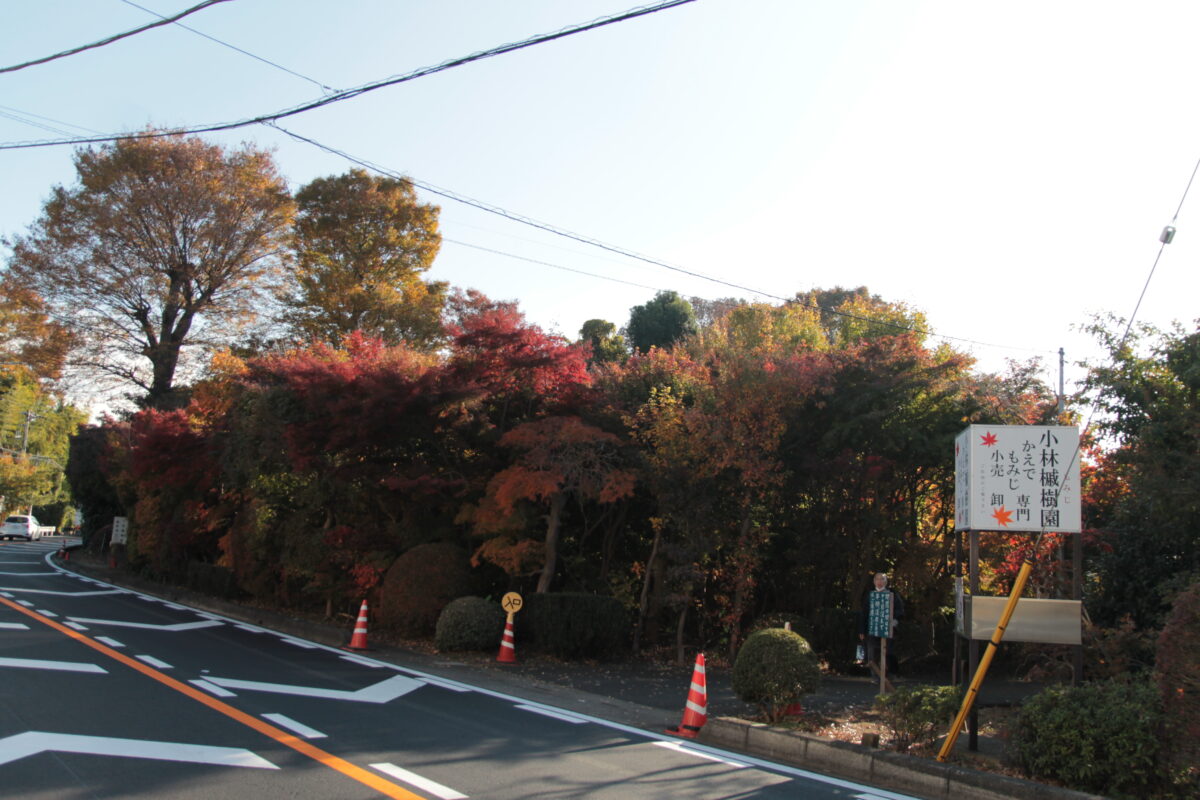 小林もみじ園 2025年11月21日の紅葉の様子