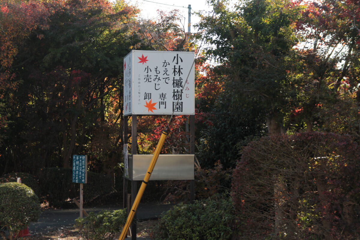 小林もみじ園 2025年11月21日の紅葉の様子