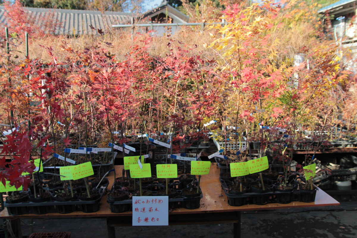 小林もみじ園 2025年11月21日の紅葉の様子