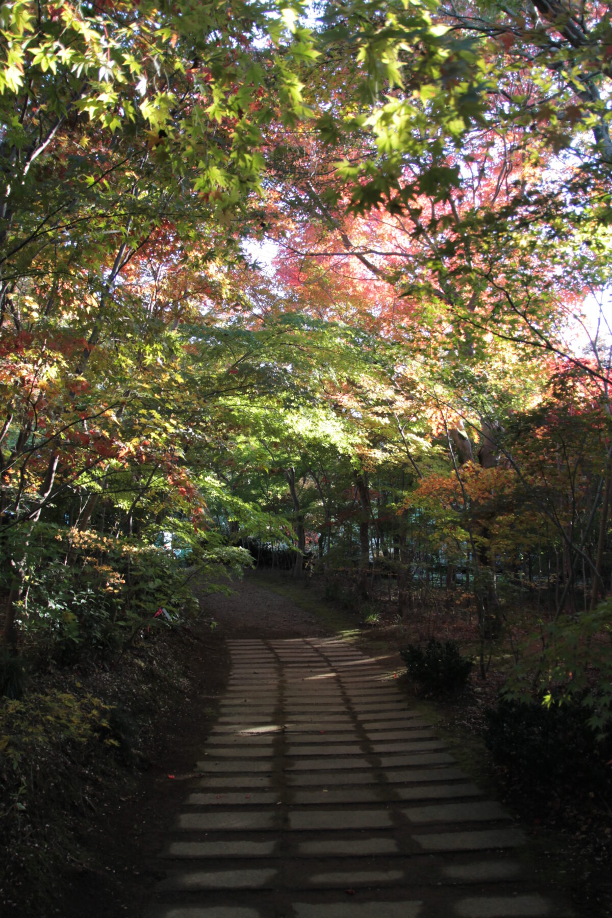 小林もみじ園 2025年11月21日の紅葉の様子