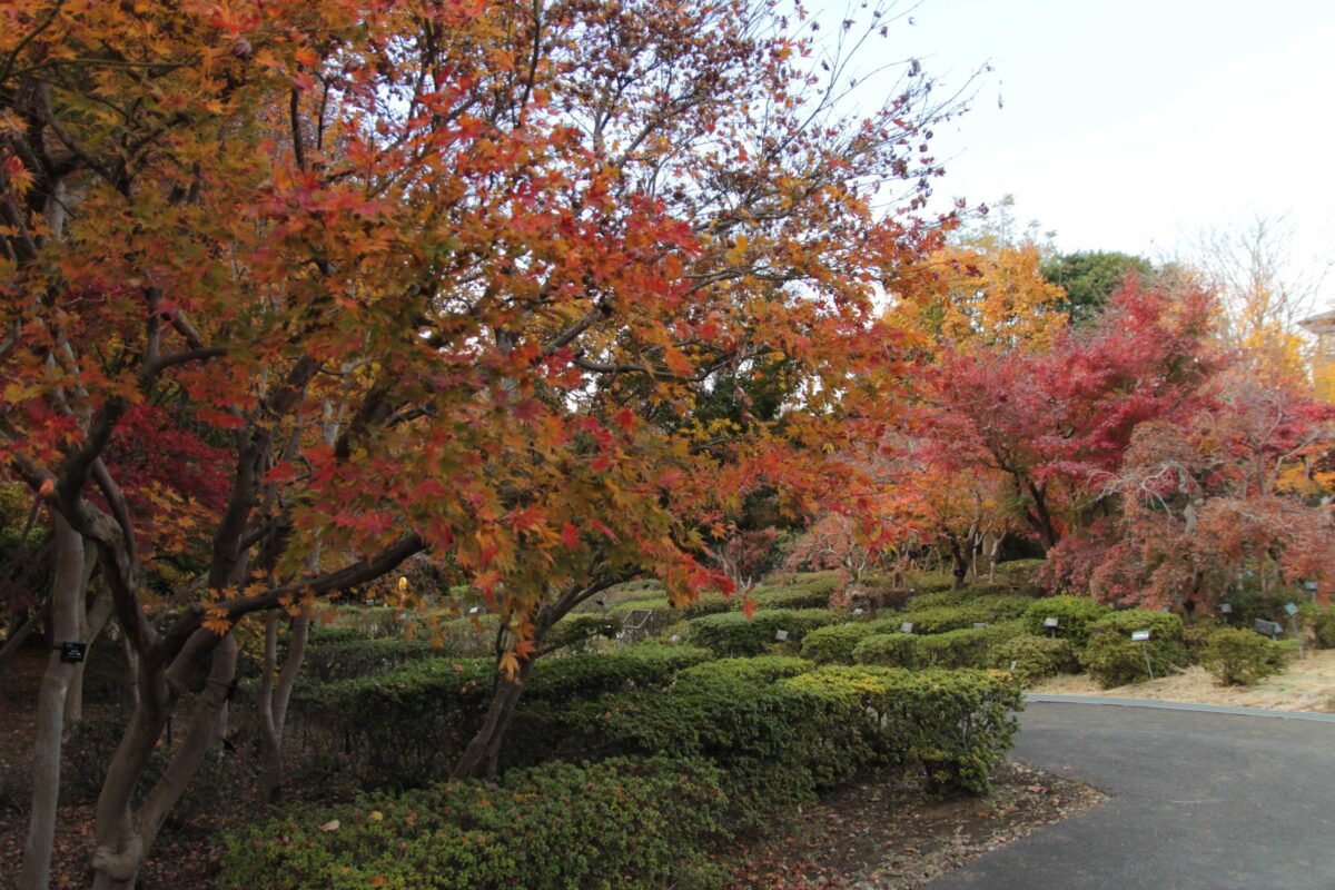 埼玉県花と緑の振興センター