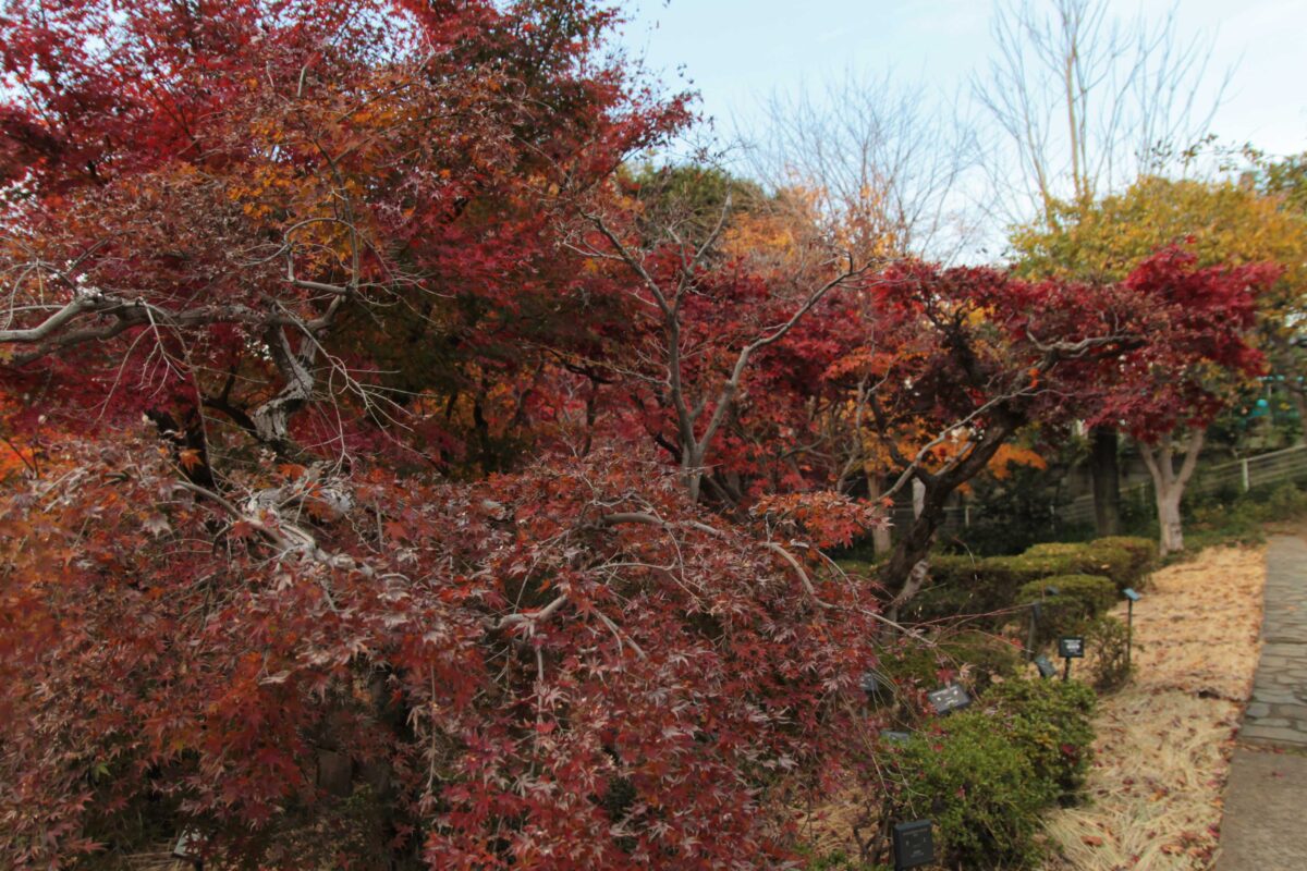 埼玉県花と緑の振興センター
