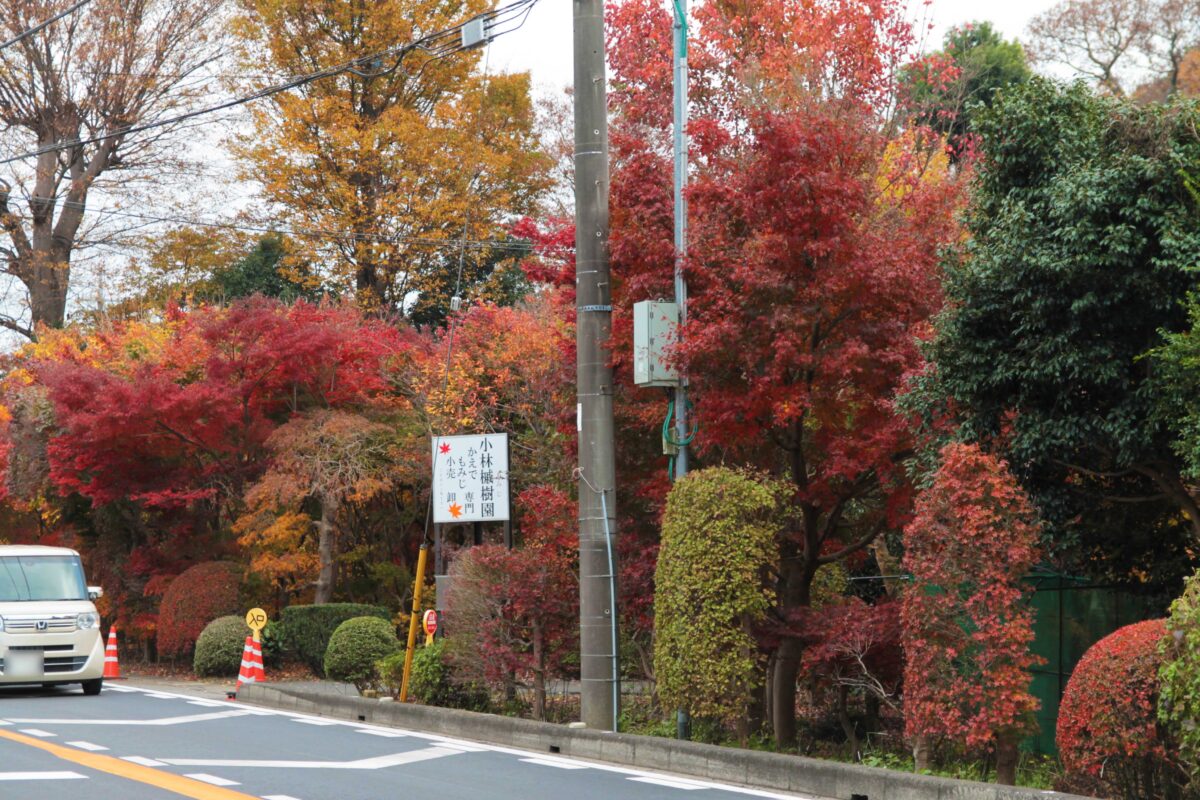 小林もみじ園