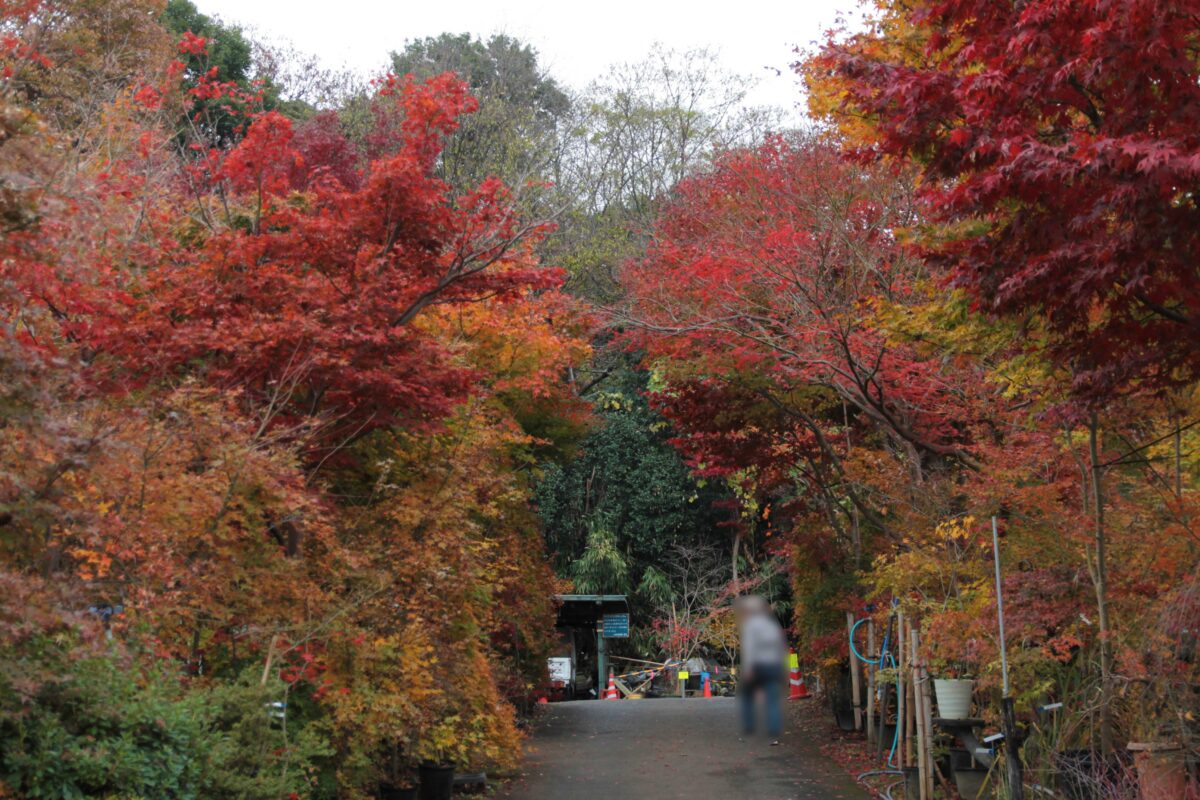 小林もみじ園