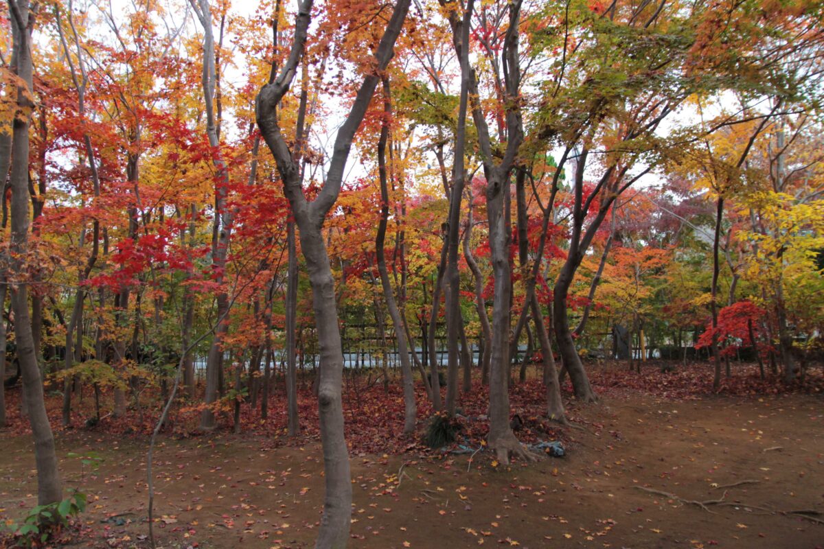 小林もみじ園