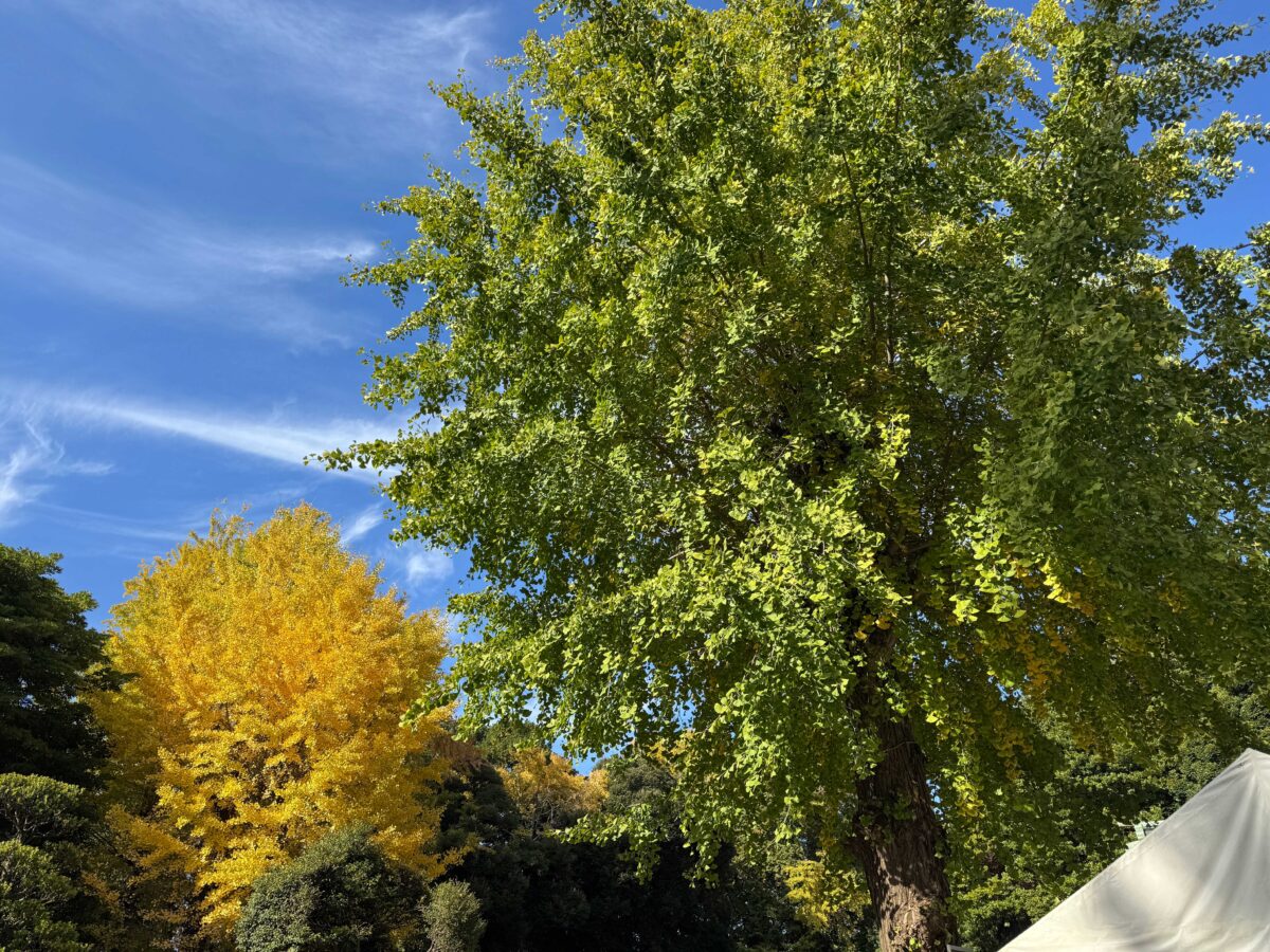 峯ヶ岡八幡神社