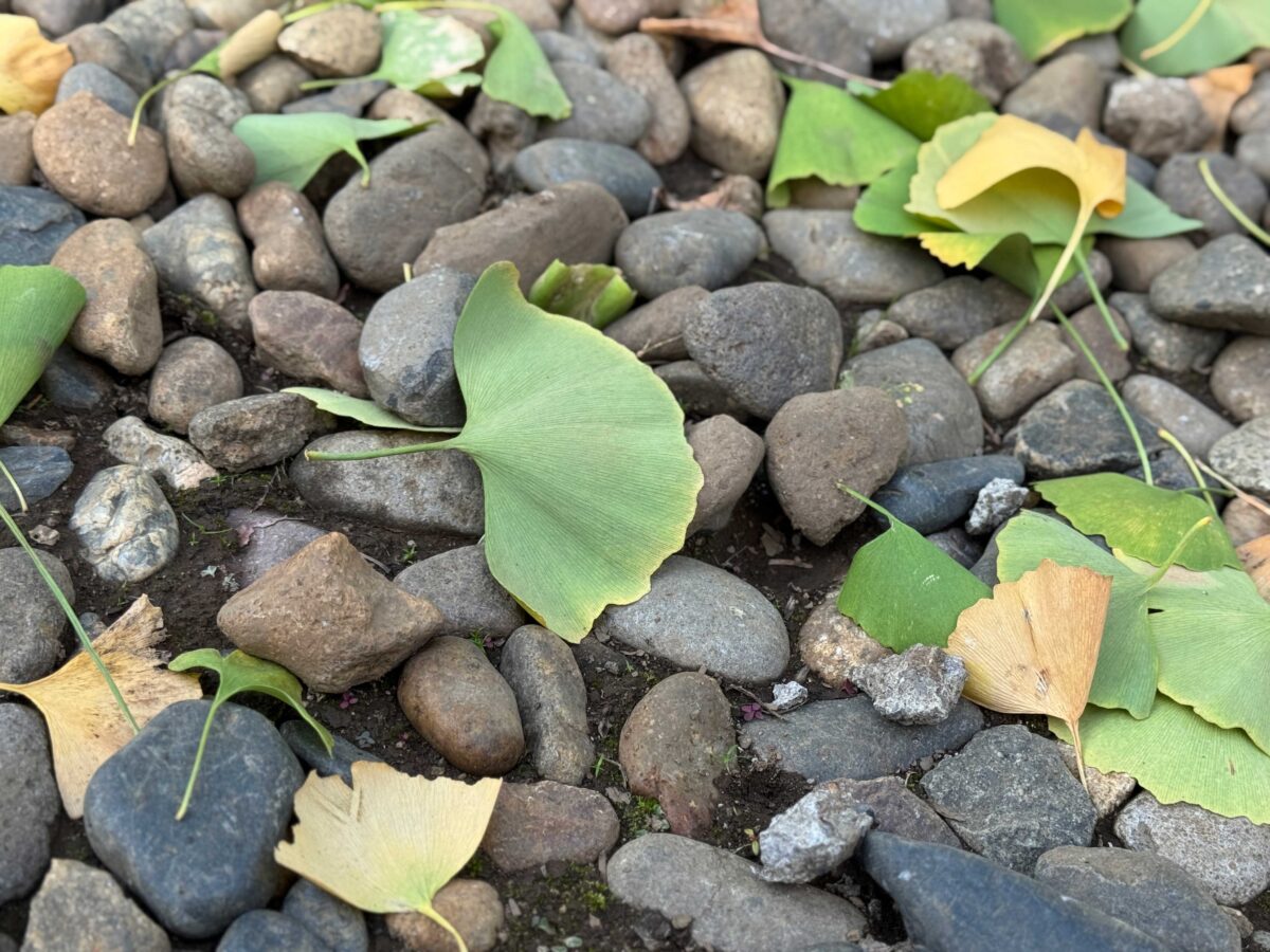 峯ヶ岡八幡神社
