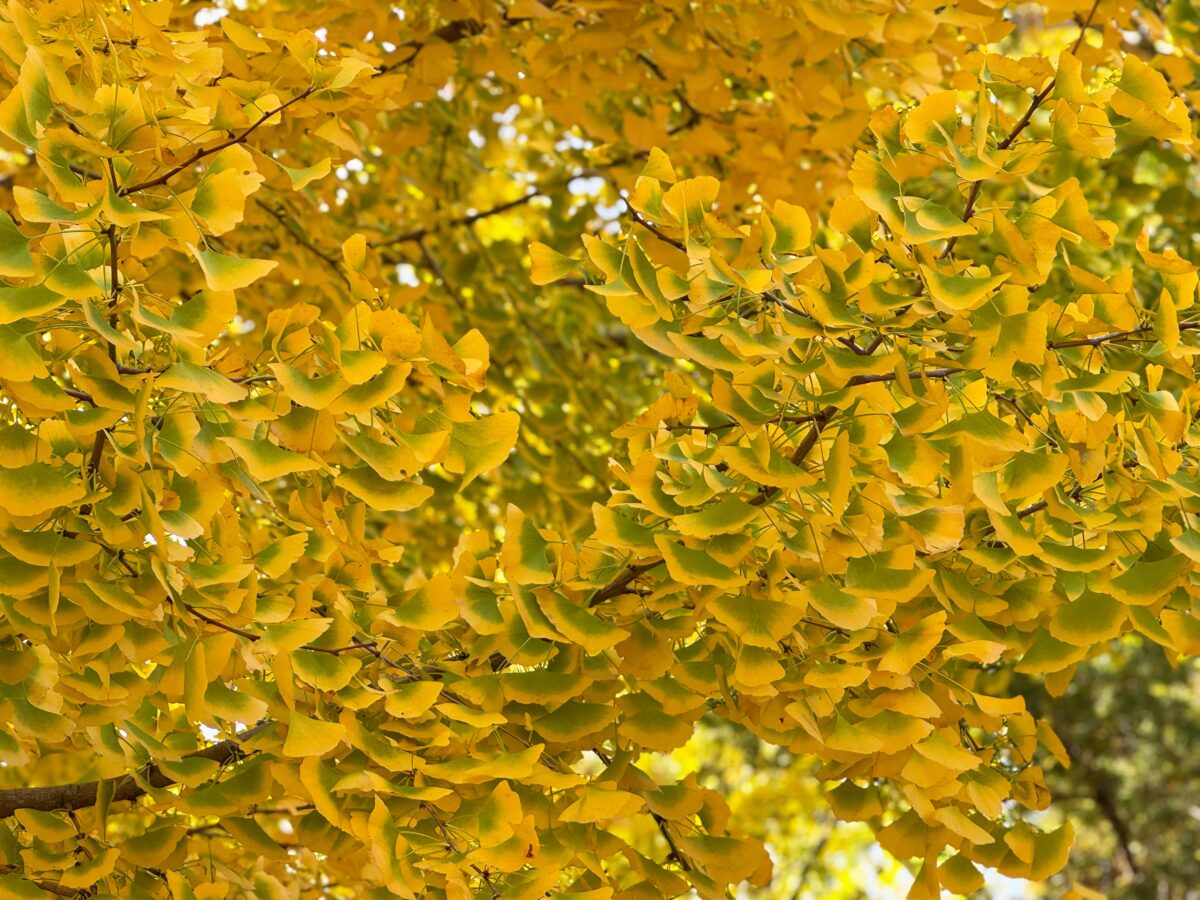峯ヶ岡八幡神社