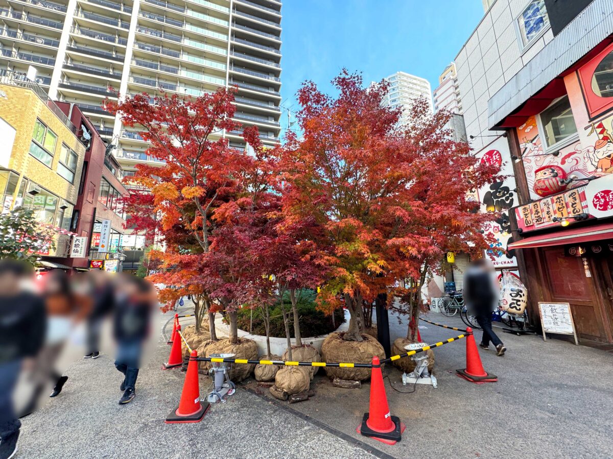 樹モール　紅葉