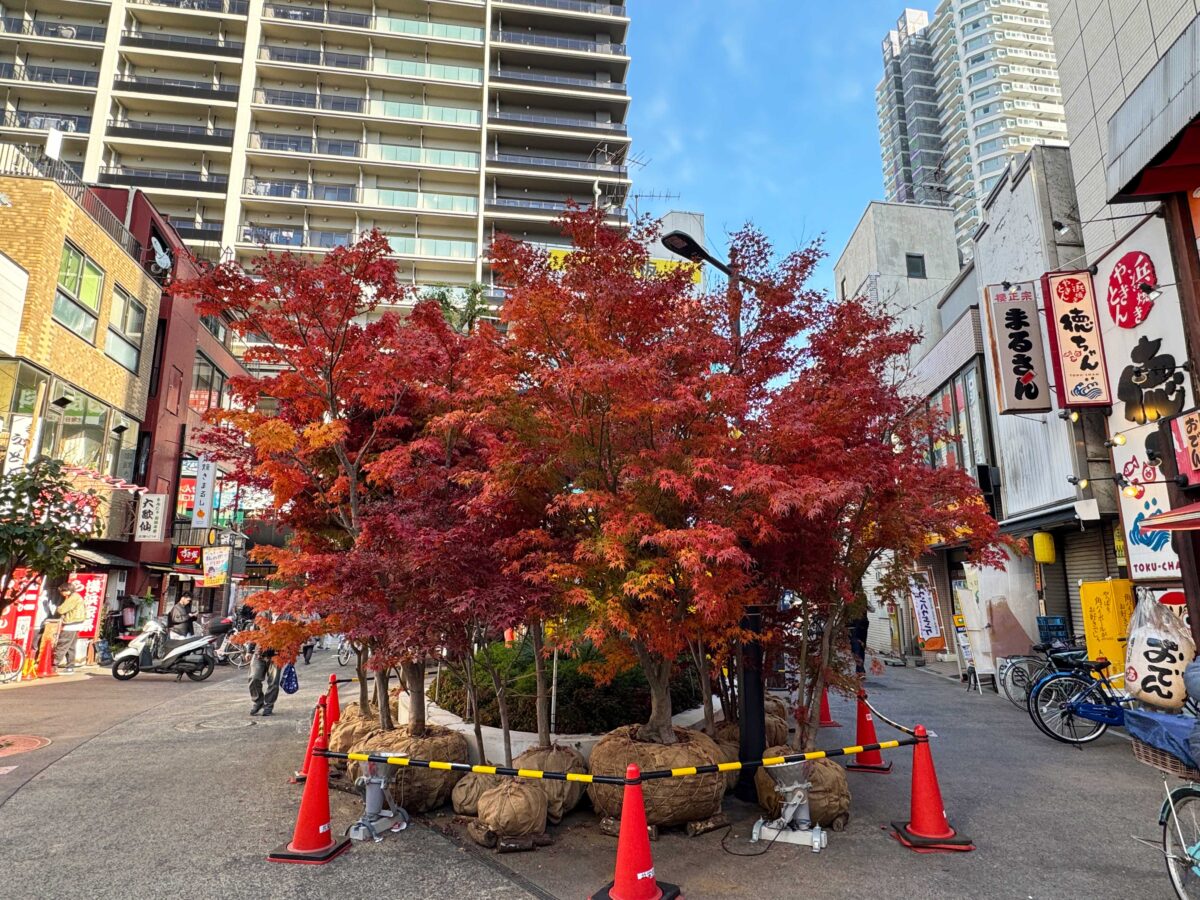 樹モール　紅葉