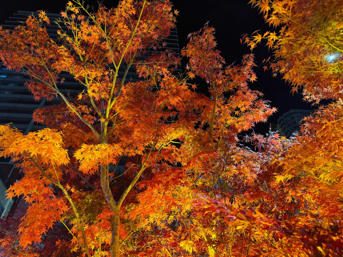 グリーンプラザ　もみじライトアップ