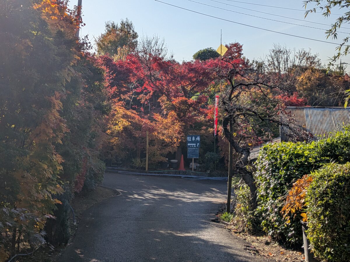 小林もみじ園 2025年11月21日の紅葉の様子