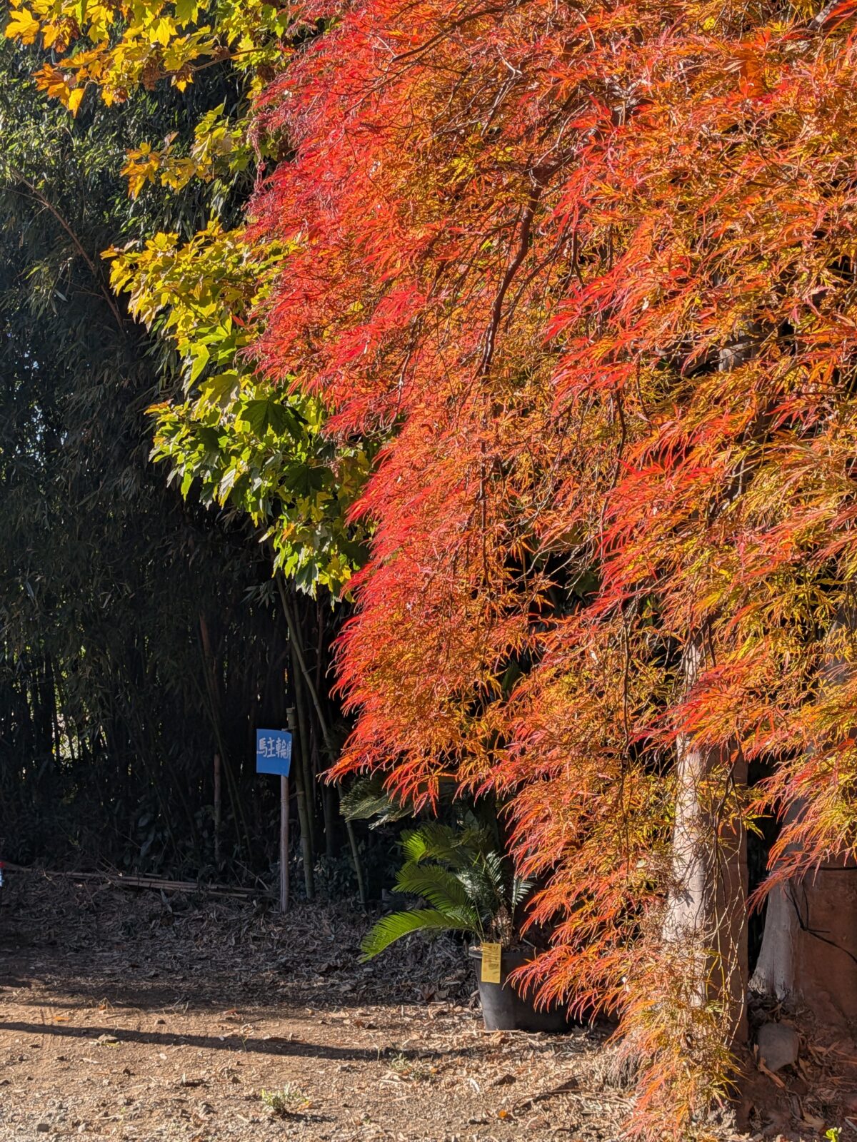 小林もみじ園 2025年11月21日の紅葉の様子