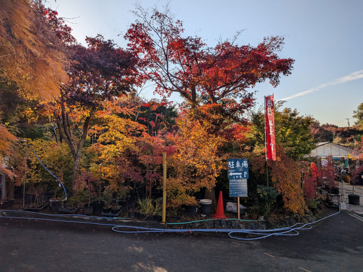 小林もみじ園 2025年11月21日の紅葉の様子
