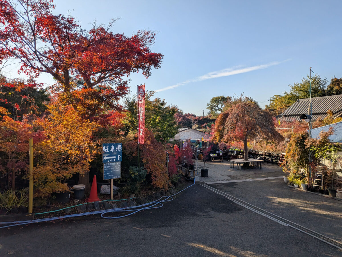 小林もみじ園 2025年11月21日の紅葉の様子