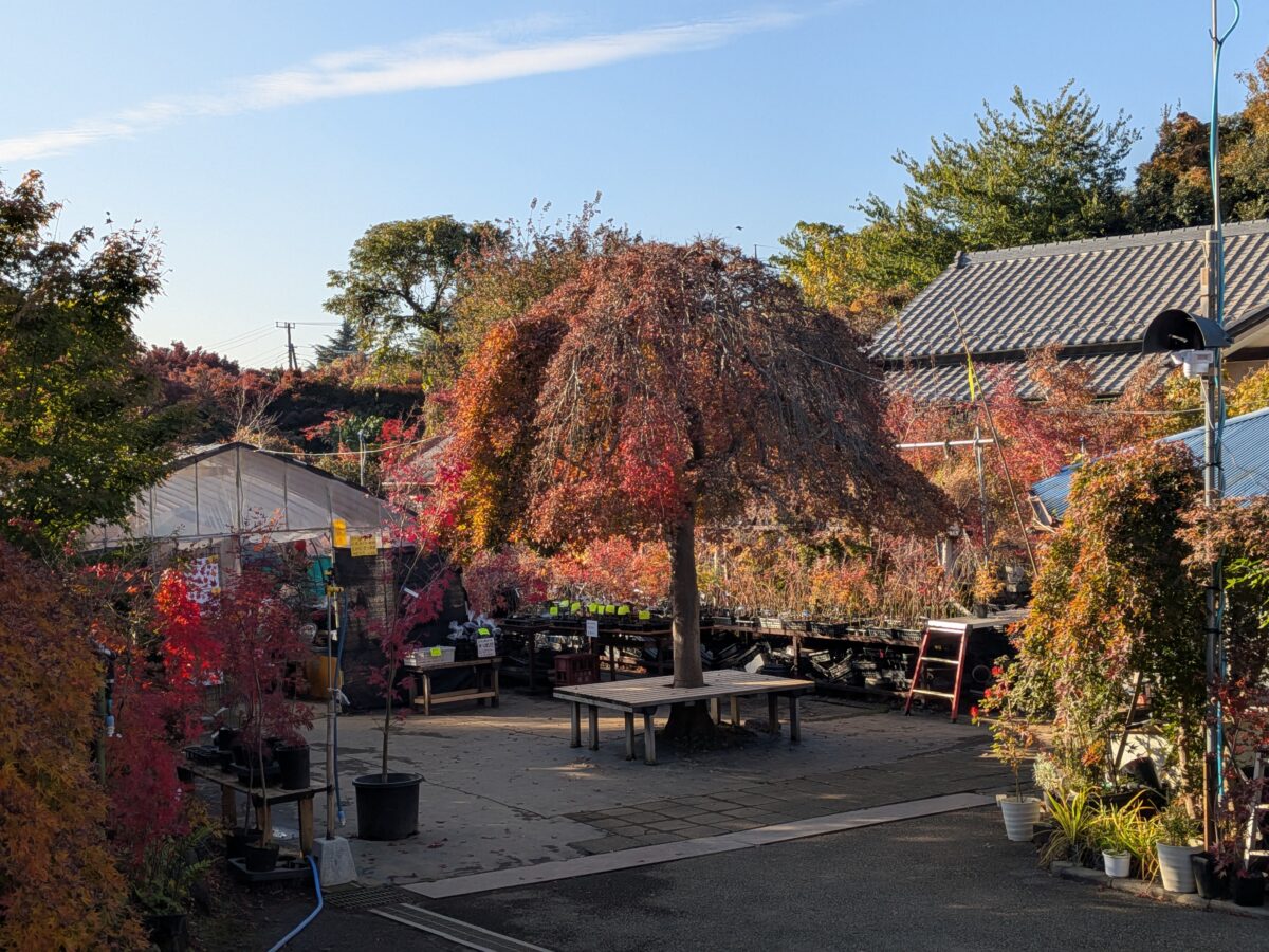 小林もみじ園 2025年11月21日の紅葉の様子