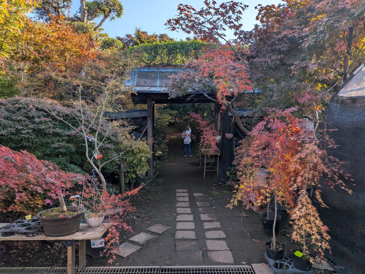 小林もみじ園 2025年11月21日の紅葉の様子