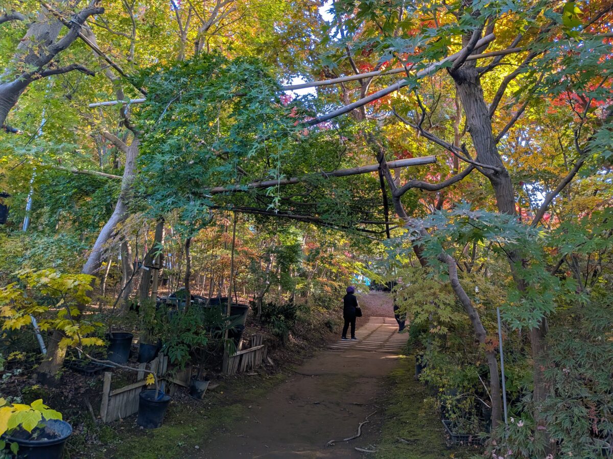 小林もみじ園 2025年11月21日の紅葉の様子