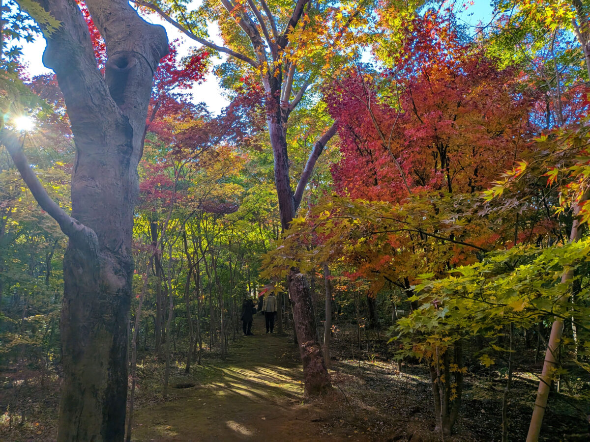 小林もみじ園 2025年11月21日の紅葉の様子