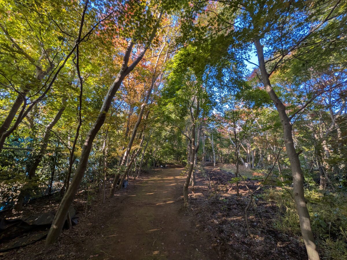 小林もみじ園 2025年11月21日の紅葉の様子