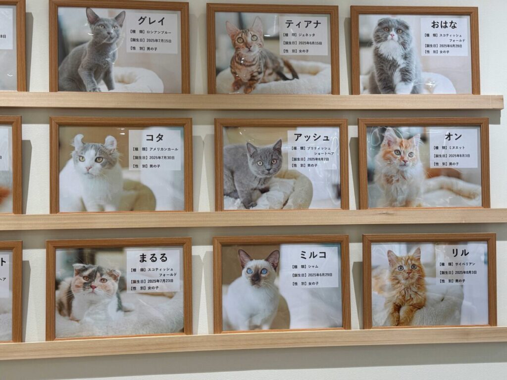 Cat Café MOFF イオンモール川口前川店