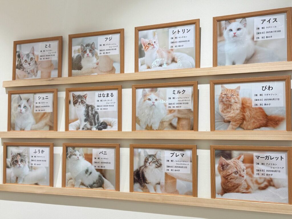 Cat Café MOFF イオンモール川口前川店