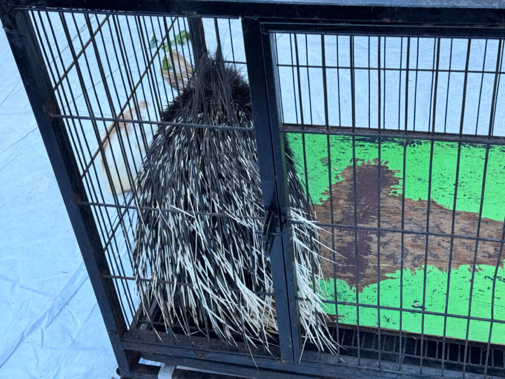 第6回 川口本気(ガチ)祭り