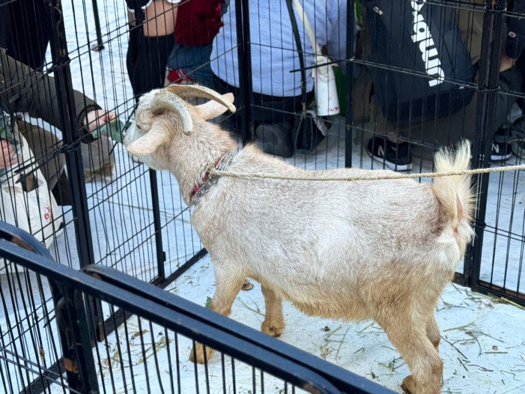 第6回 川口本気(ガチ)祭り